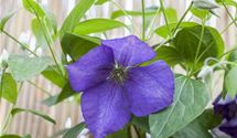 Waldrebe, Clematis