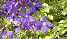 Waldrebe, Clematis