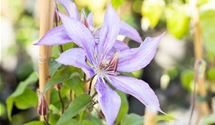 Waldrebe, Clematis