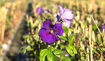 Waldrebe, Clematis