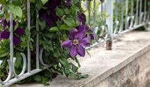 Waldrebe, Clematis