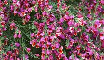 Edelginster 'Burkwoodii'