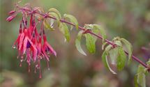 Fuchsie