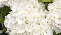 Hortensie