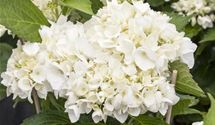 Hortensie