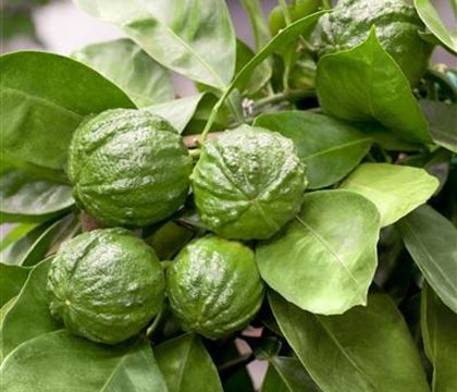 Lime Time 'Kaffir Limette' Lime Time 'Kaffir Limette'