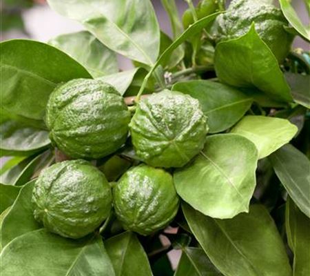 Lime Time 'Kaffir Limette' Lime Time 'Kaffir Limette'