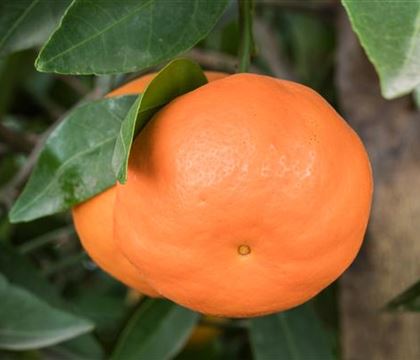 Lime Time 'Mandarinen Limette' Lime Time 'Mandarinen Limette'