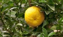 Limette