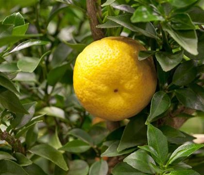 Lime Time 'Römische Limette' Lime Time 'Römische Limette'