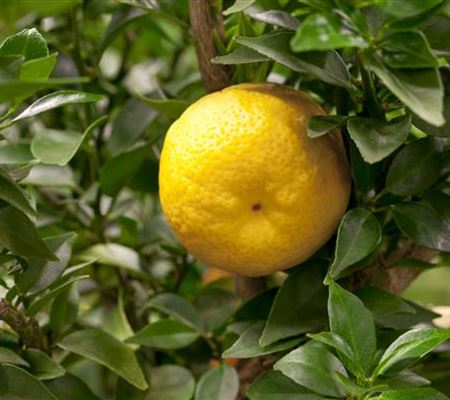 Lime Time 'Römische Limette'