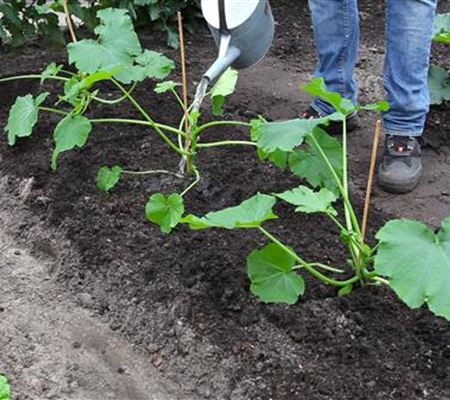 Zucchini - Einpflanzen im Gemüsebeet Zucchini - Einpflanzen im Gemüsebeet