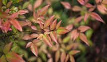 Gartennandine