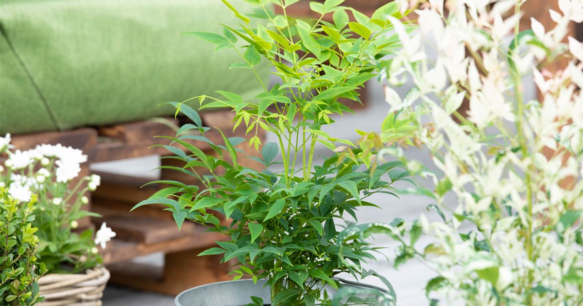 Nandina domestica 'Lemon-Lime'