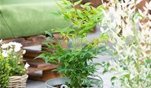 Gartennandine