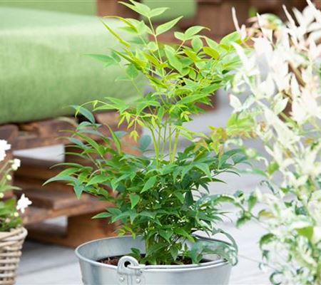 Nandina domestica 'Lemon-Lime'
