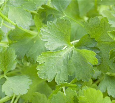 Petroselinum crispum 'Gigante de Italia' Petroselinum crispum 'Gigante de Italia'