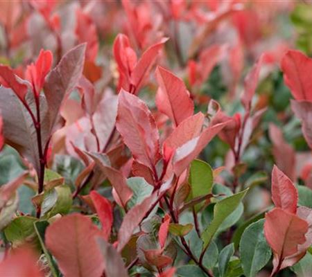 Photinia fraseri (x) 'Little Red Robin'