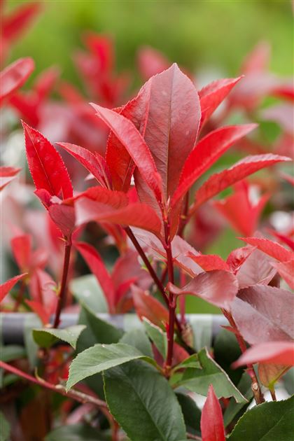 Photinia fraseri (x) 'Robusta Compacta'