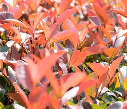 Photinia fraseri (x) 'Red Robin'