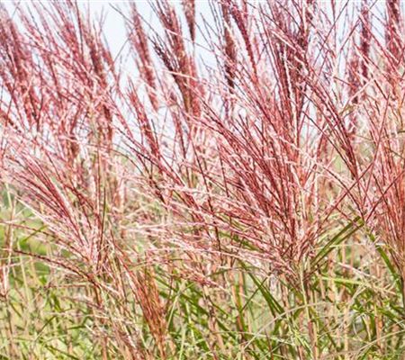 Ziergräser im Garten sind vielfältig einsetzbar  Ziergräser im Garten sind vielfältig einsetzbar