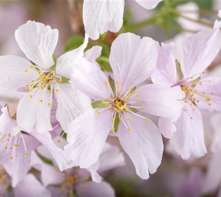 Prunus nipponica 'Brillant'