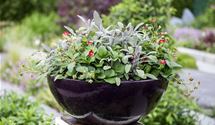Garten-Salbei