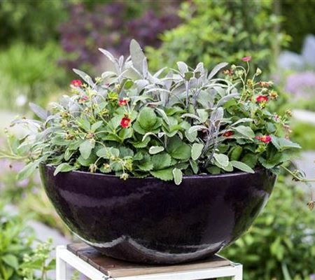 Urbaner Garten – was ist das? Urbaner Garten – was ist das?