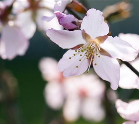 Prunus nipponica 'Ruby'