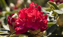 Rhododendron 'Wilgen´s Ruby'
