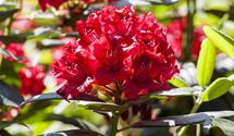 Rhododendron 'Wilgen´s Ruby'