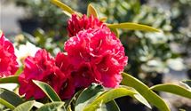 Rhododendron 'Wilgen´s Ruby'