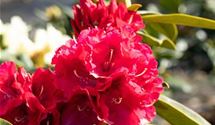 Rhododendron 'Wilgen´s Ruby'