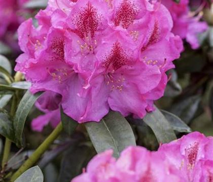 Rhododendron 'Constanze' Rhododendron 'Constanze'