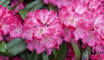 Rhododendron-Hybride 'Germania'®
