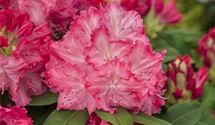 Rhododendron-Hybride 'Germania'®
