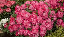 Rhododendron-Hybride 'Germania'®