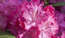 Rhododendron-Hybride 'Germania'®