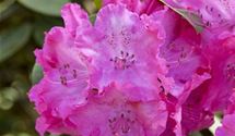 Rhododendron-Hybride 'Germania'®