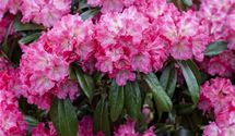 Rhododendron-Hybride 'Germania'®