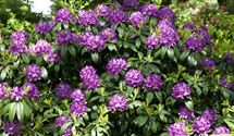 Rhododendron