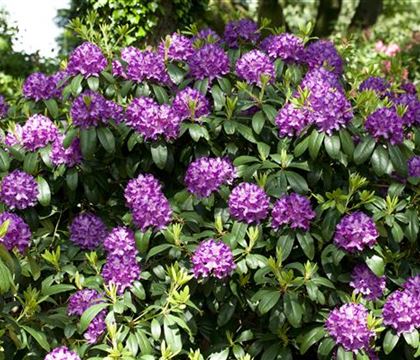 Rhododendron 'Catawbiense Grandiflorum' Rhododendron 'Catawbiense Grandiflorum'