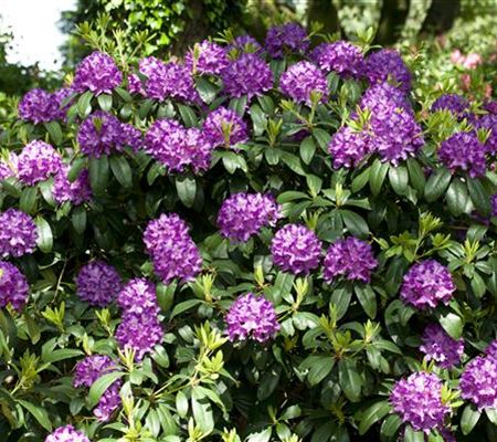 Rhododendron 'Catawbiense Grandiflorum'