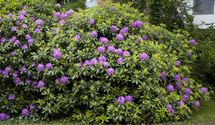Rhododendron
