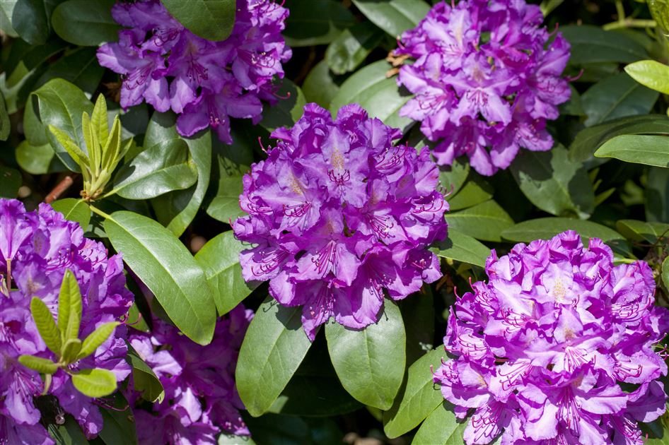 Rhododendron 'Catawbiense Grandiflorum'