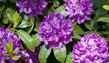 Rhododendron