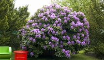 Rhododendron