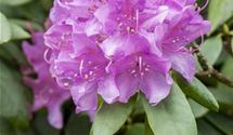 Rhododendron