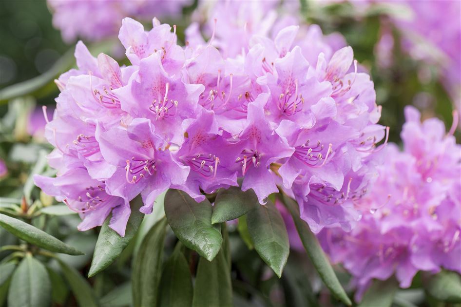 Rhododendron 'Catawbiense Grandiflorum'