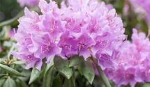 Rhododendron
